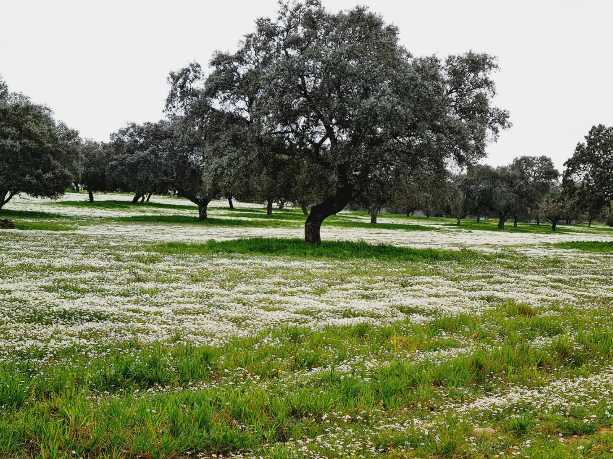 Latidos de Los Pedroches: La Gran Cita del Otoño