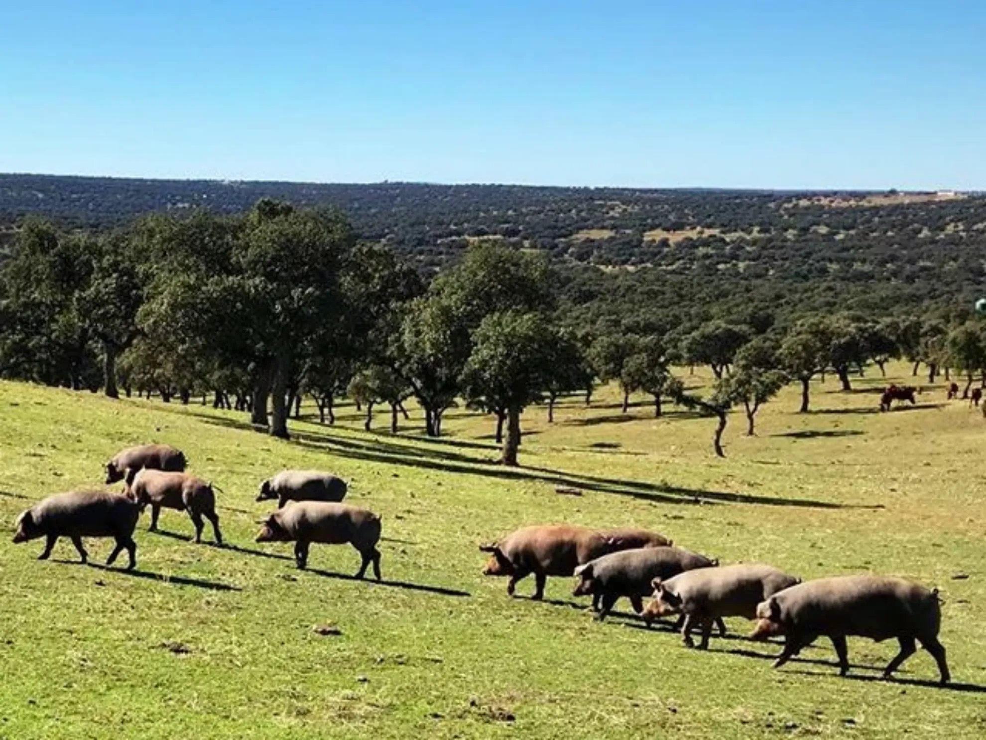 Vivir la dehesa