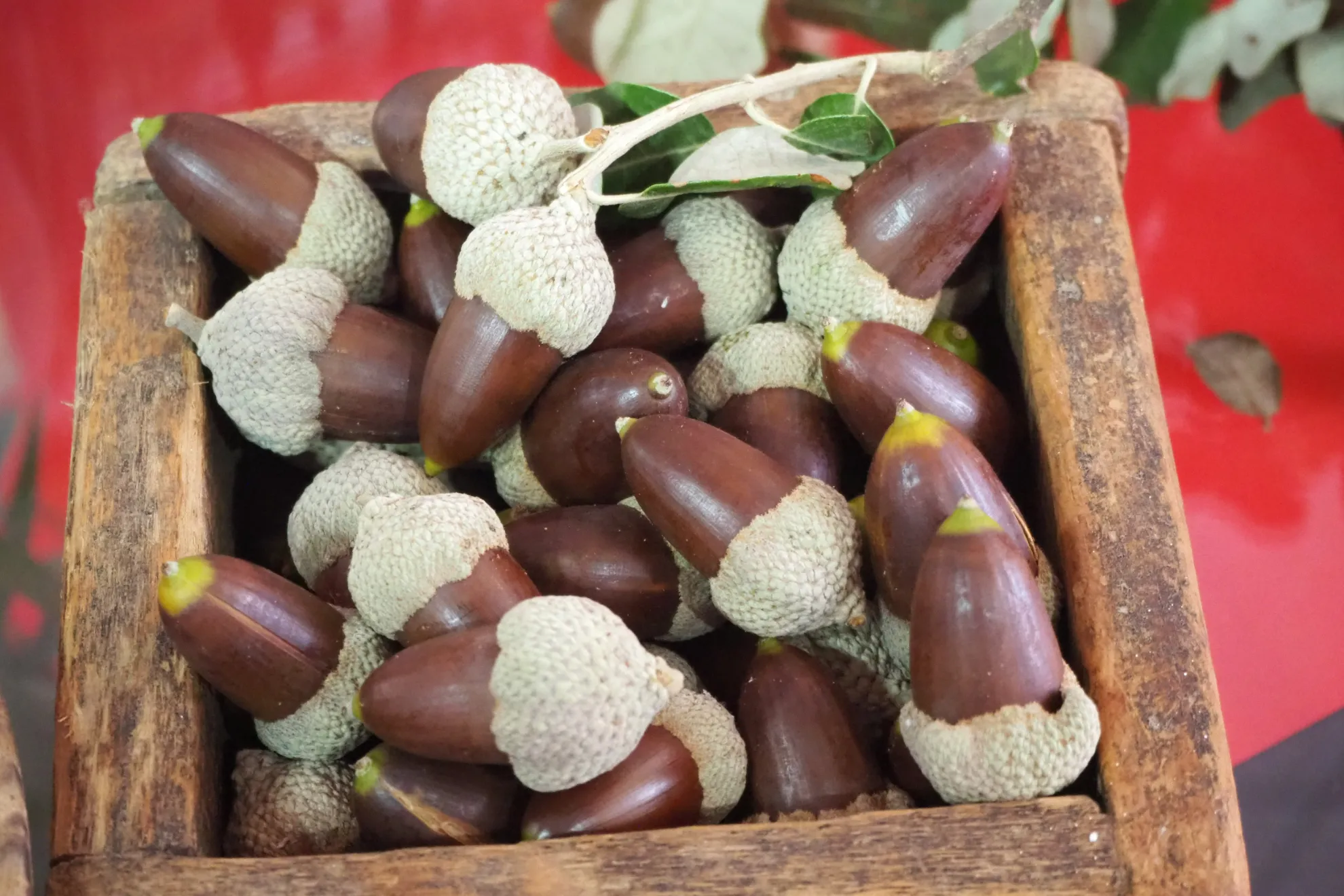 Escapada Ibérica en Los Pedroches Arte y Gastronomía al Punto