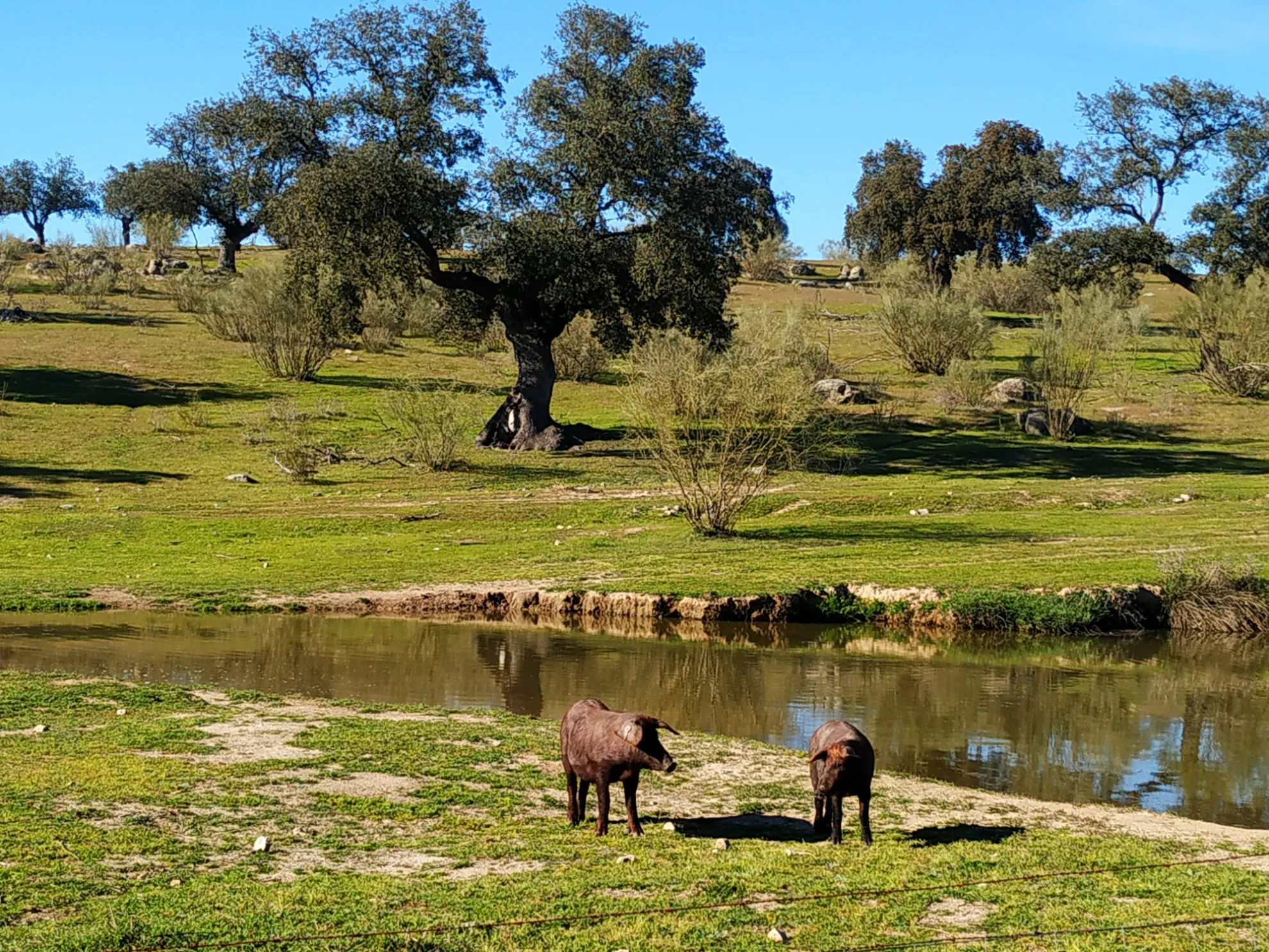 Escapada Ibérica en Los Pedroches Arte y Gastronomía al Punto