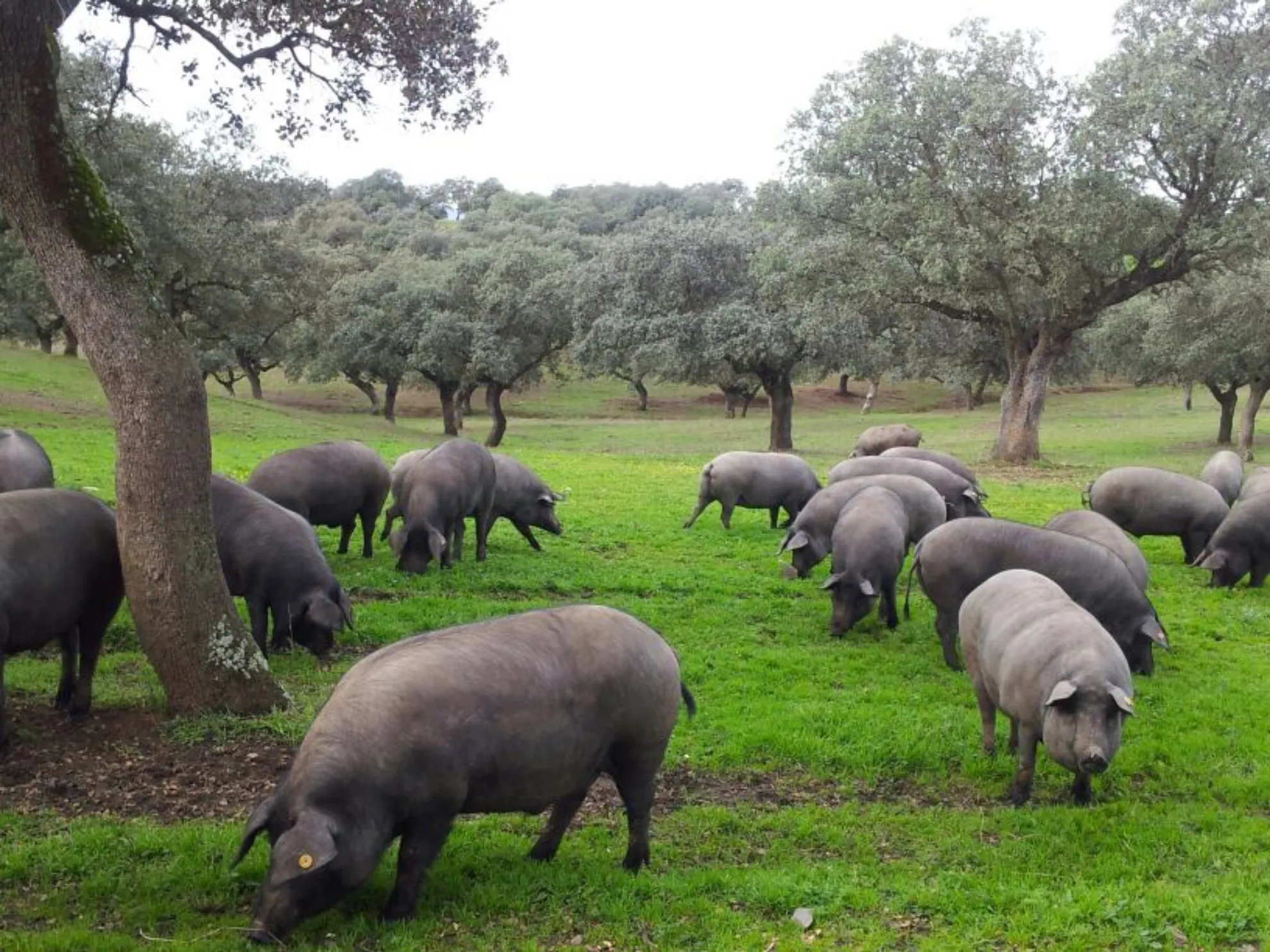 Cerdo ibérico en Finca Agroibérica