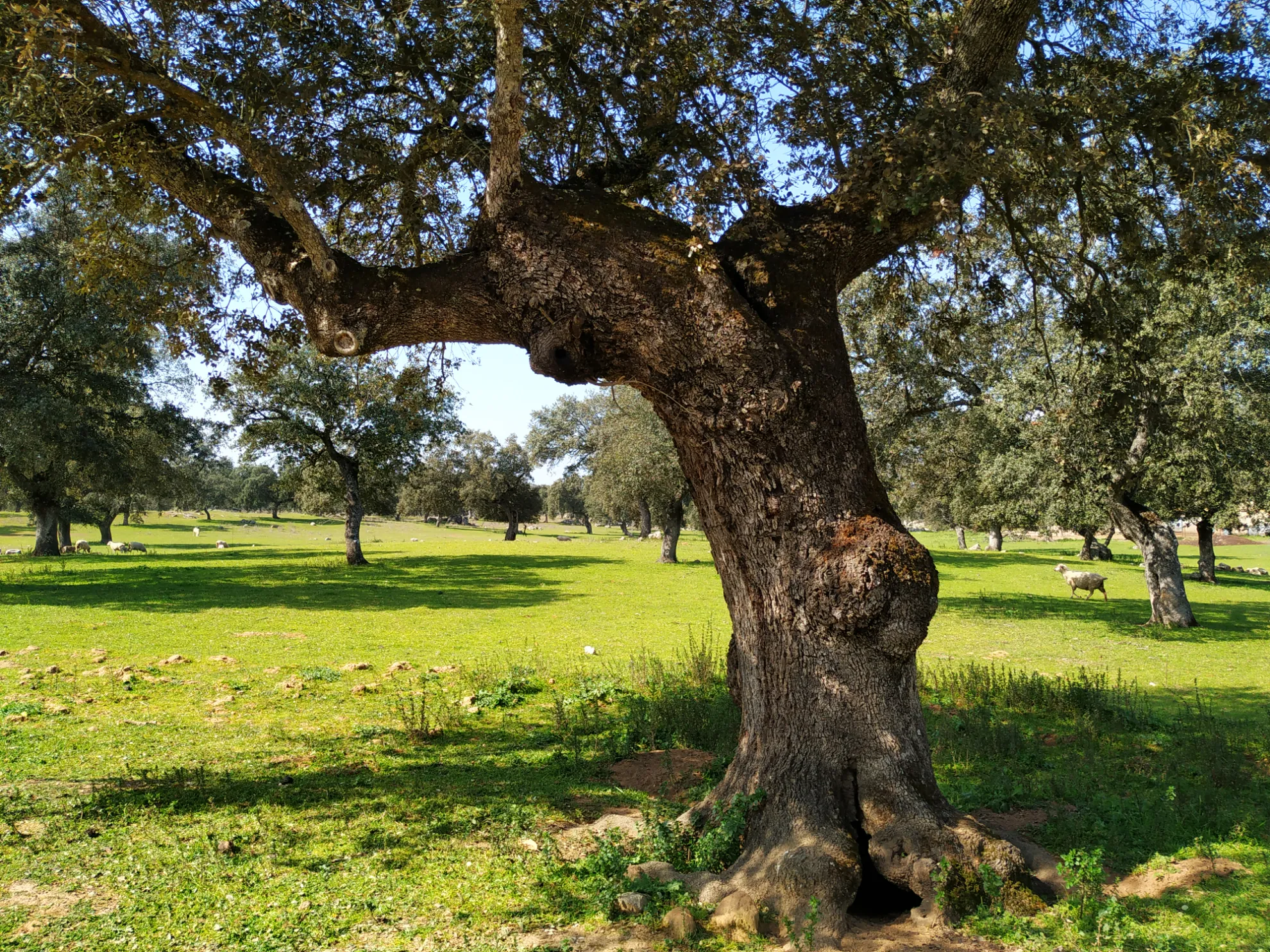 Ruta del Ibérico por Los Pedroches