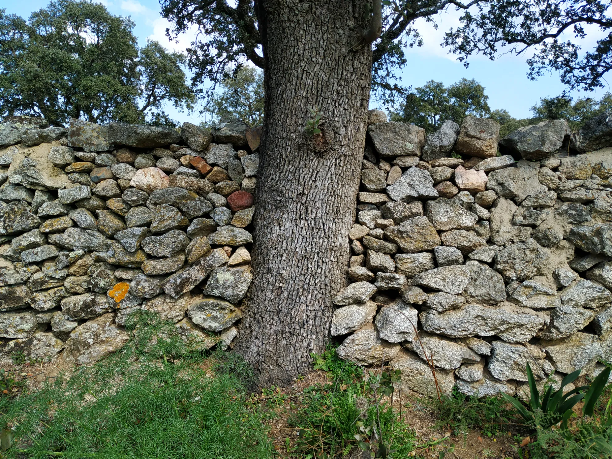 Ruta del Ibérico por Los Pedroches