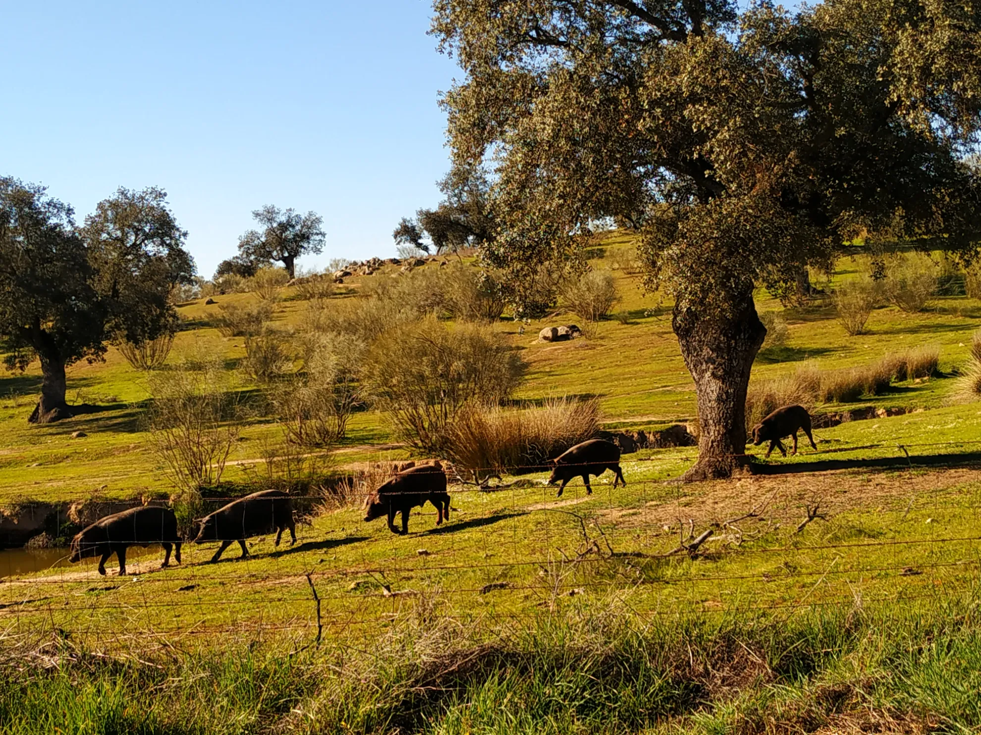 Ruta del Ibérico por Los Pedroches