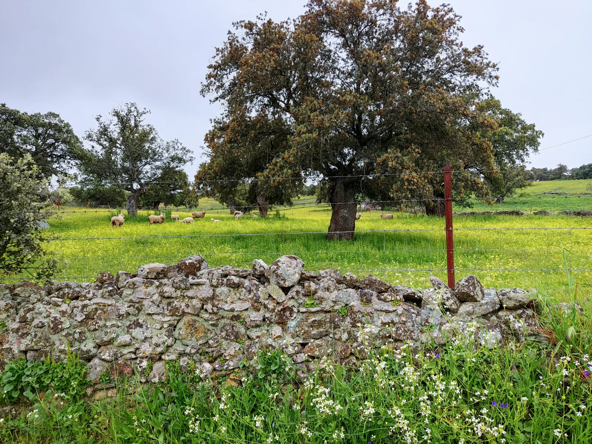 Ruta del Ibérico por Los Pedroches
