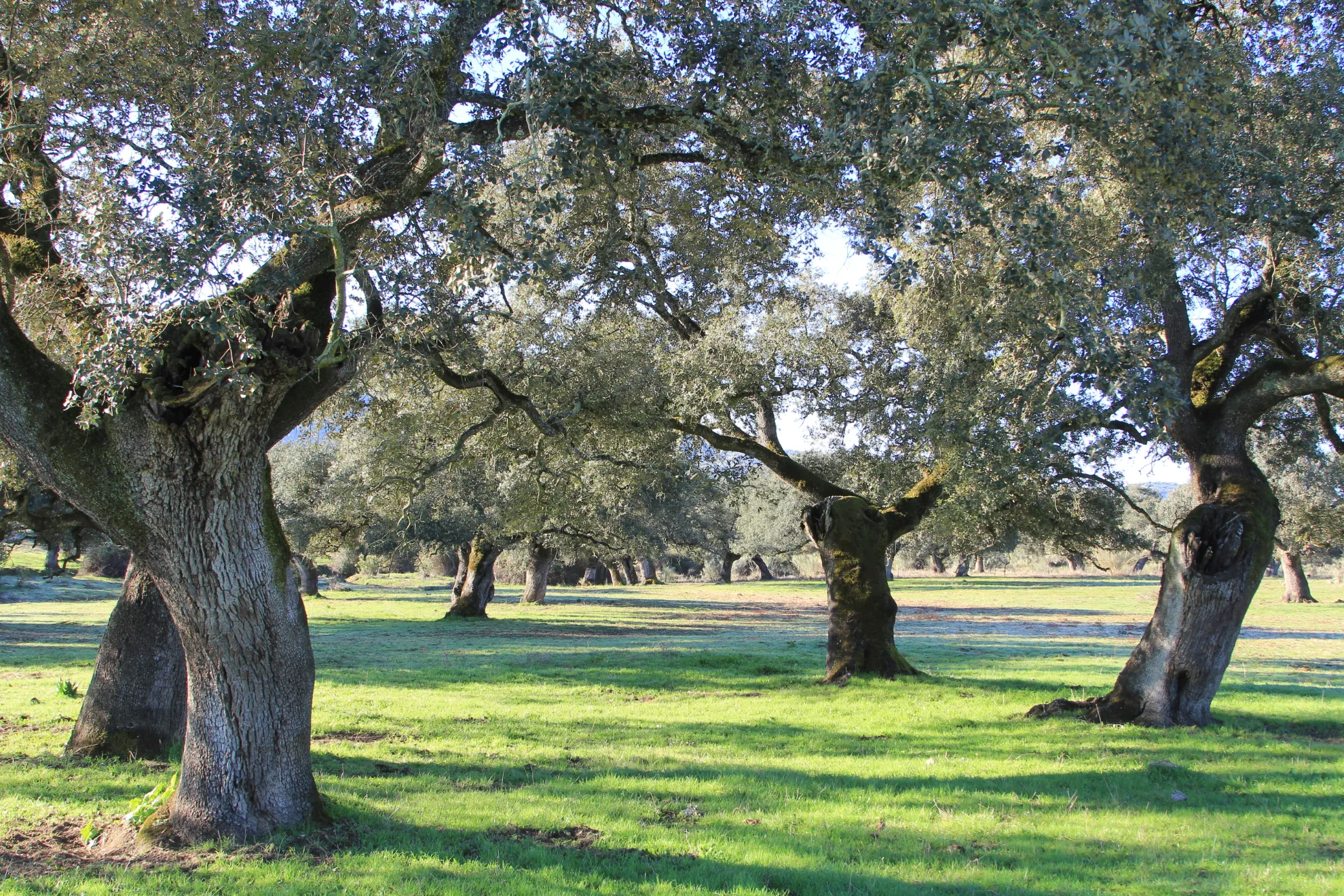 Visita a la bodega y secadero natural