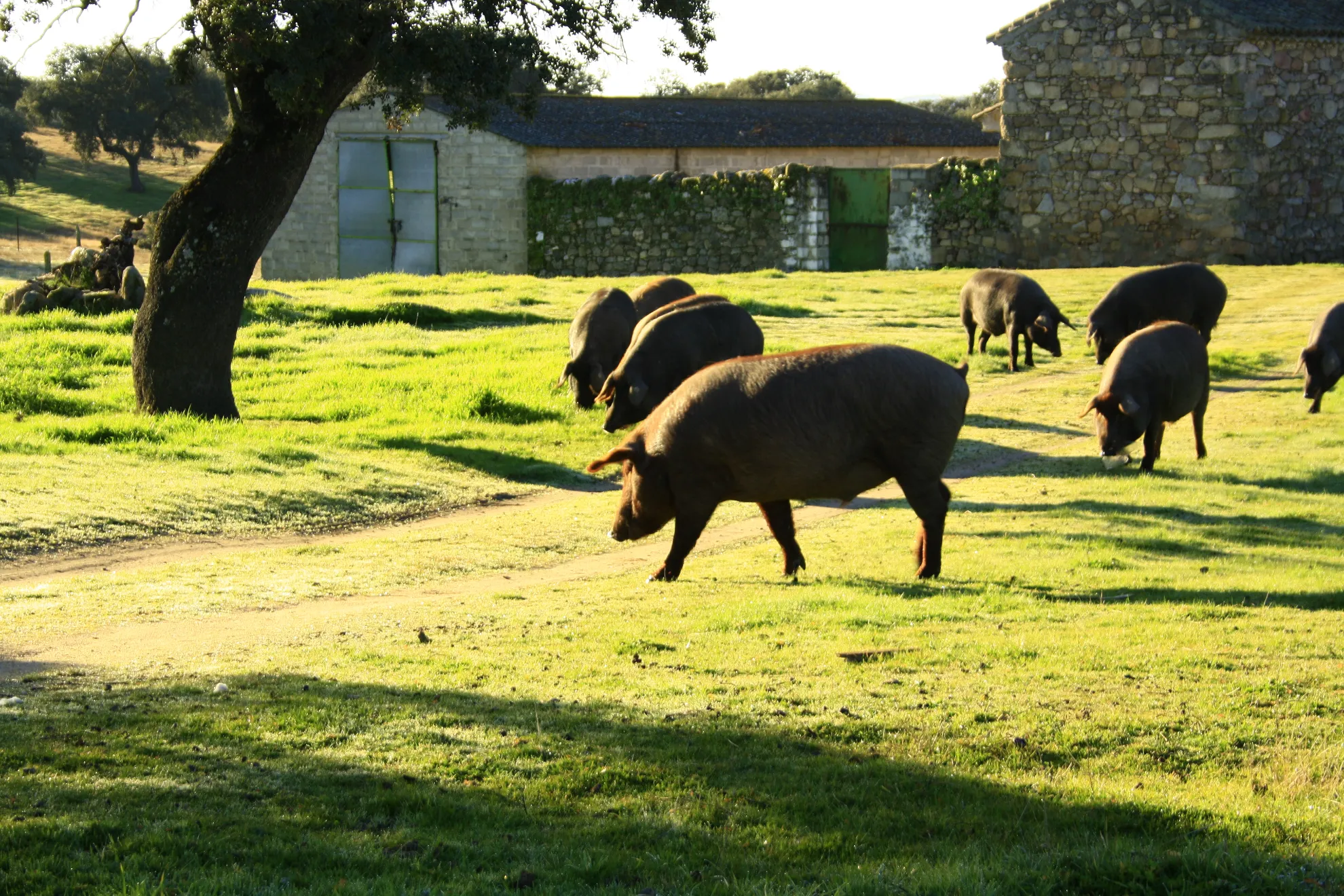 Naturaleza, relax y tradición en Los Pedroches