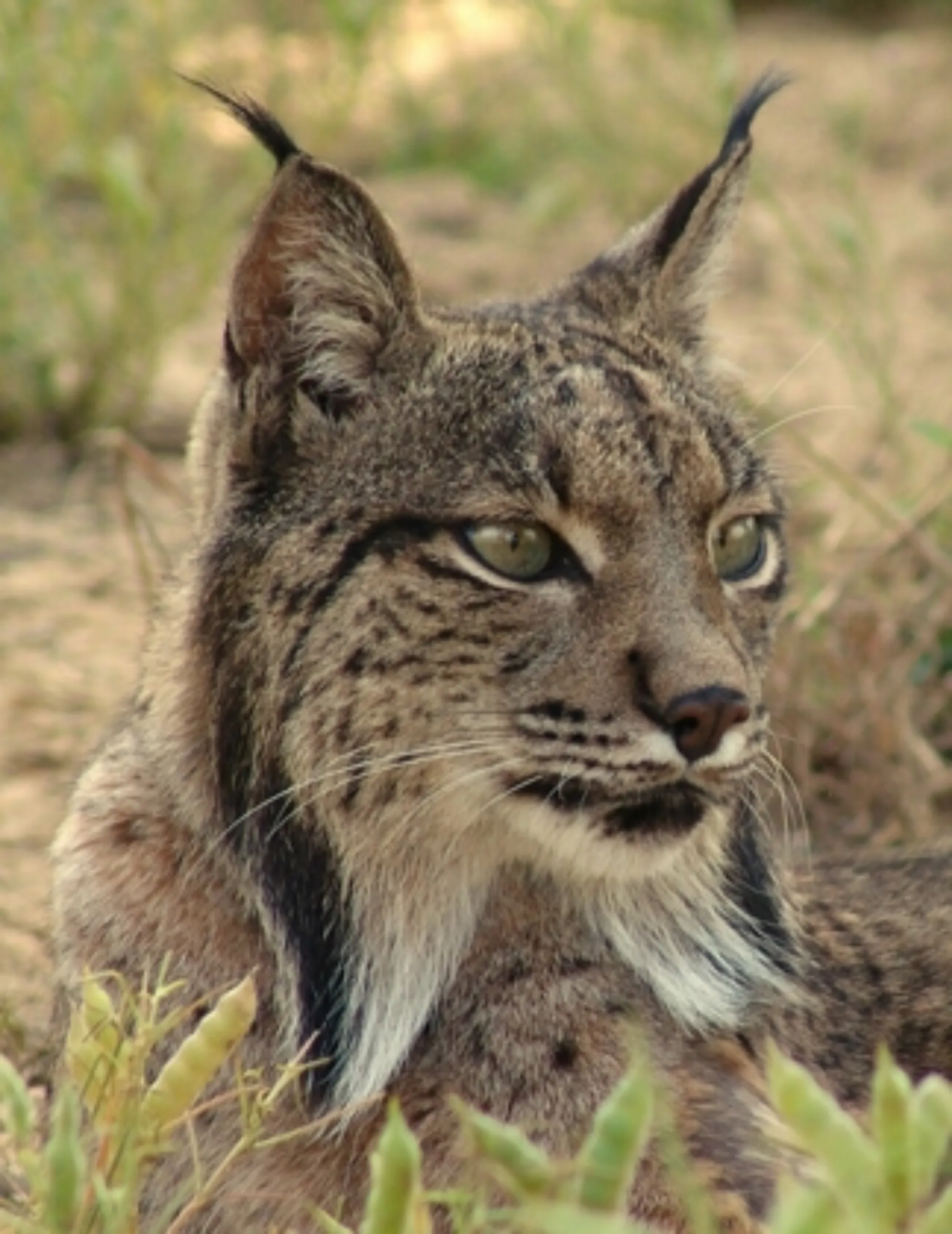 Biodiversidad en el monte mediterráneo