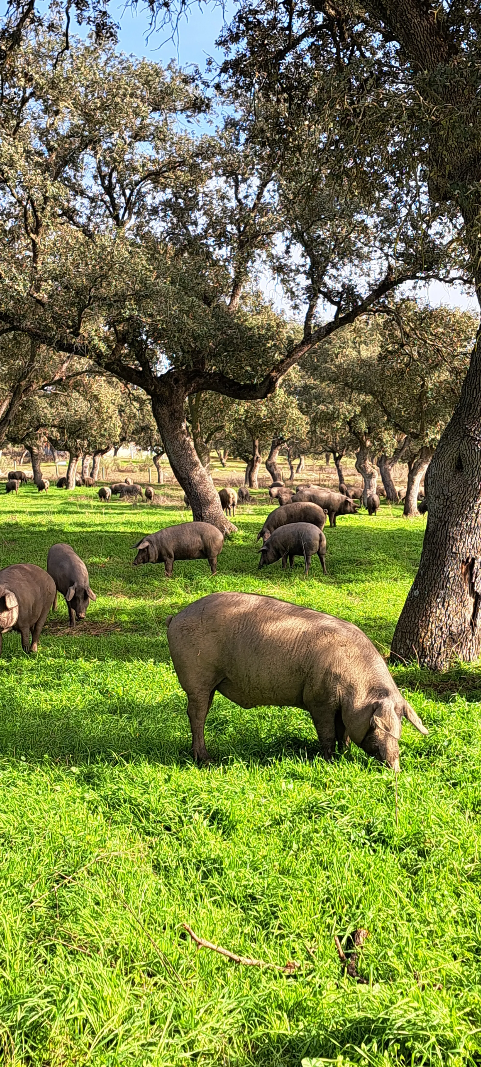 Cerdo ibérico en la dehesa