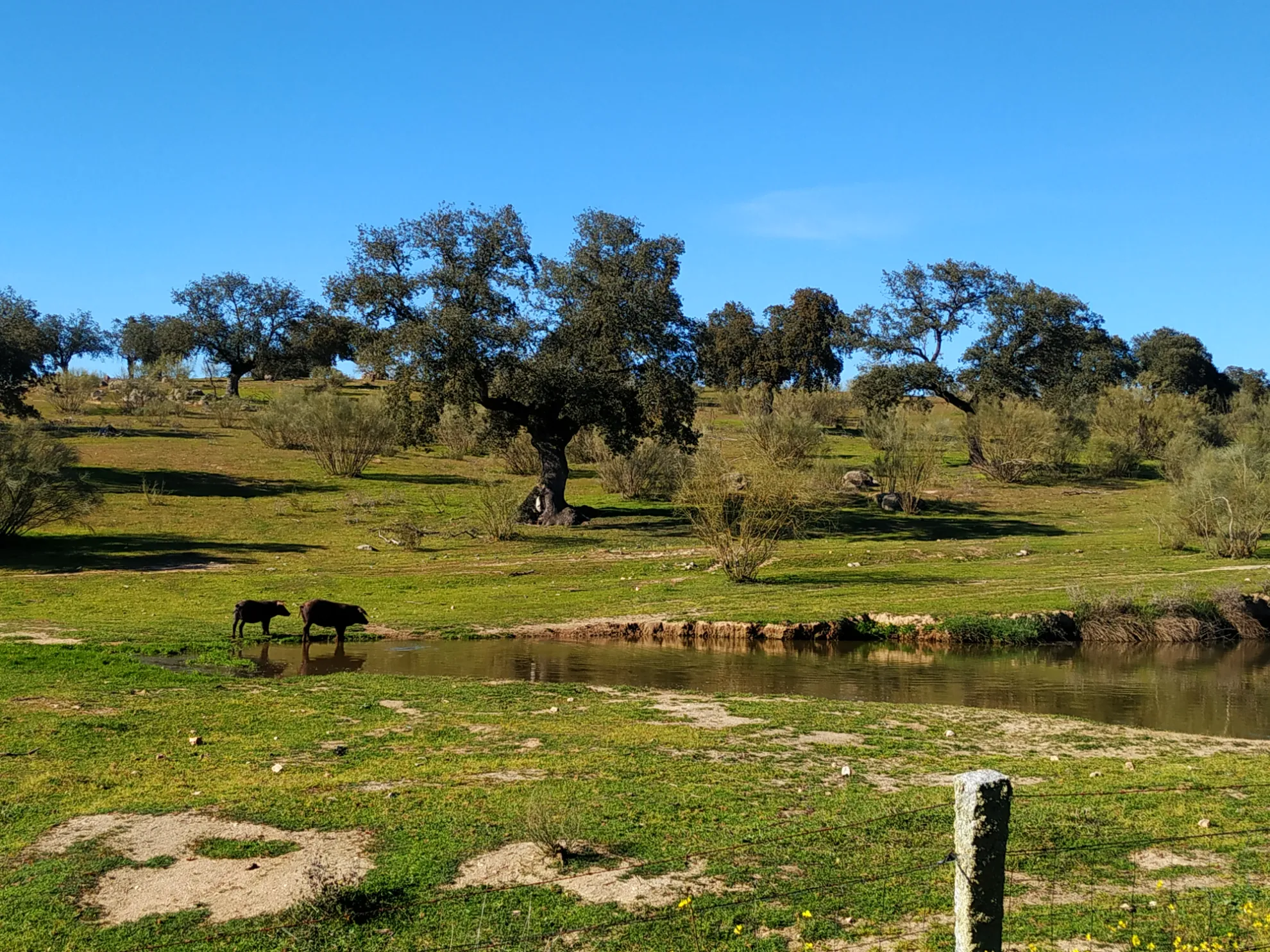 Curación pausada y natural del producto ibérico