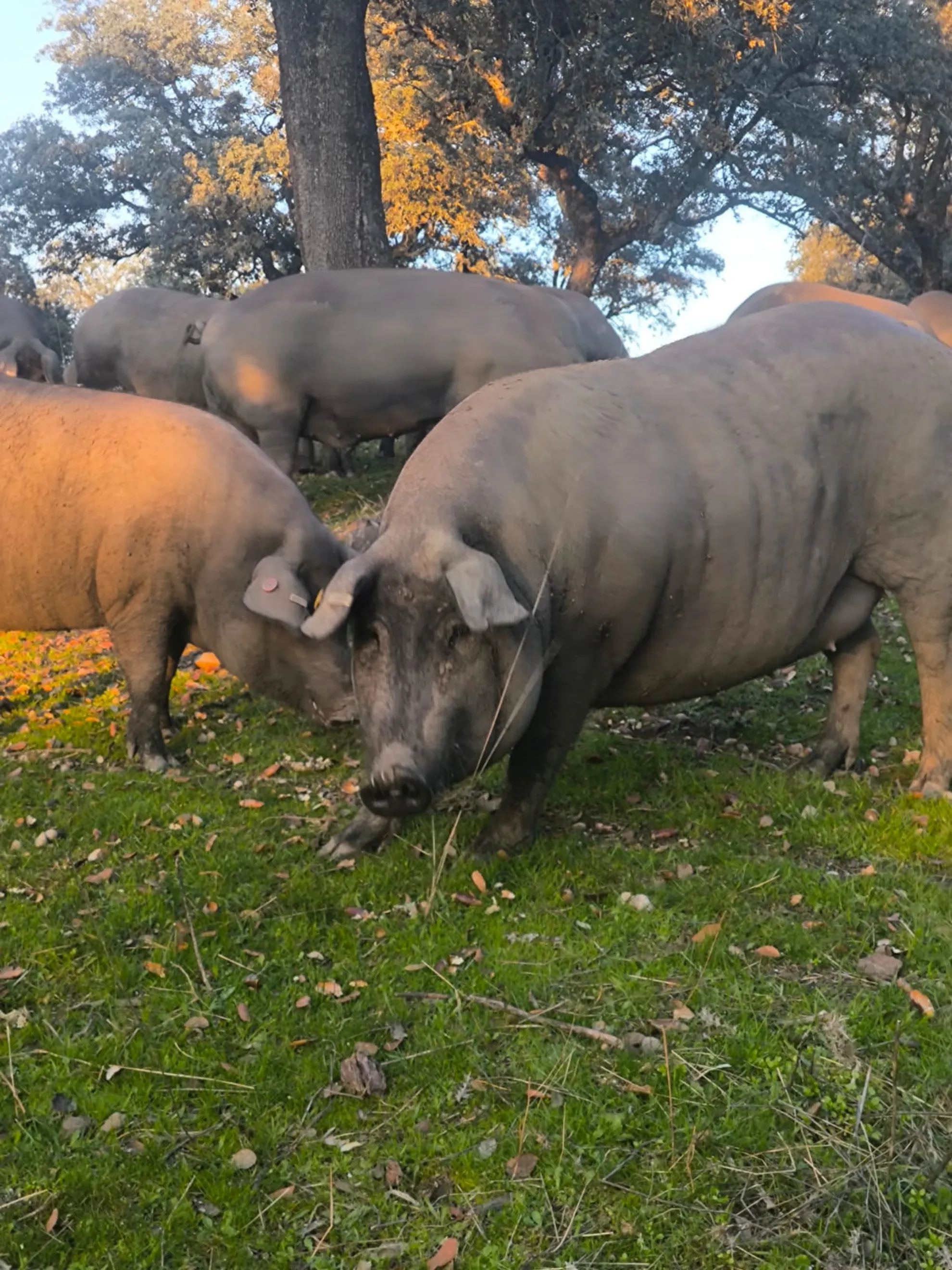Recorrido por la finca Era Alta