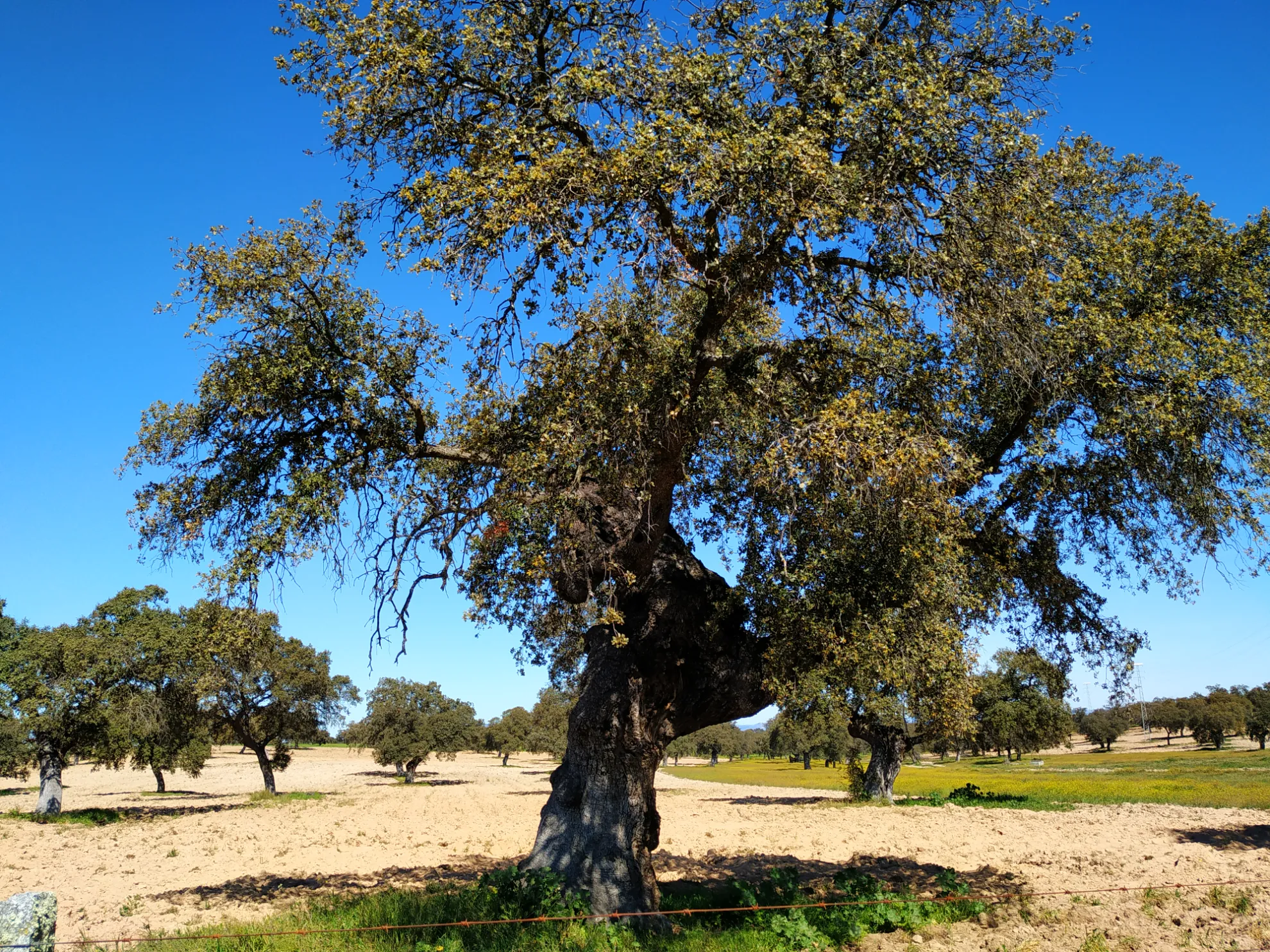 Curación artesanal en la penumbra de la bodega
