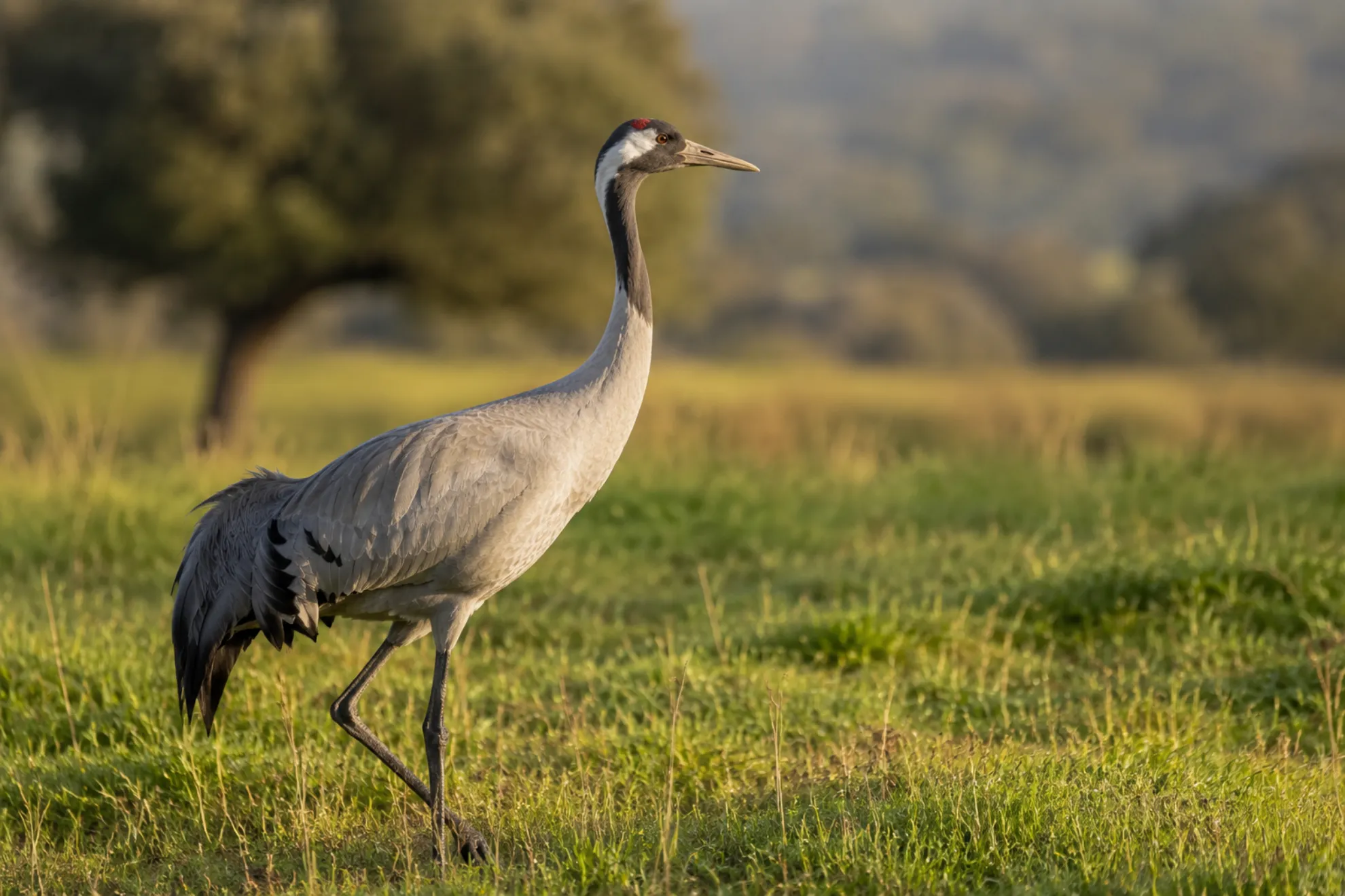 Especies de avifauna en el monte mediterráneo