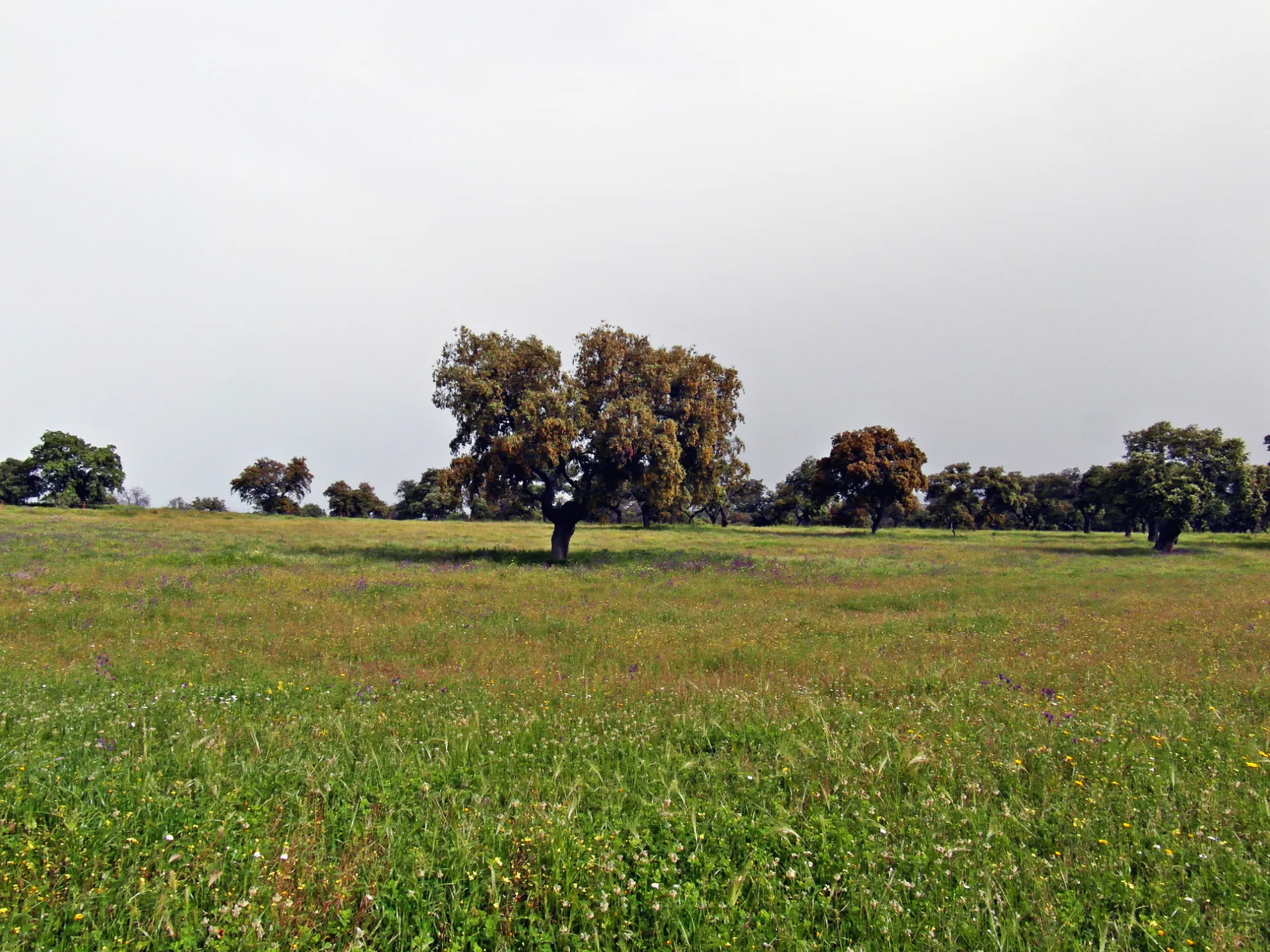 Birdwatching interpretado en el encinar