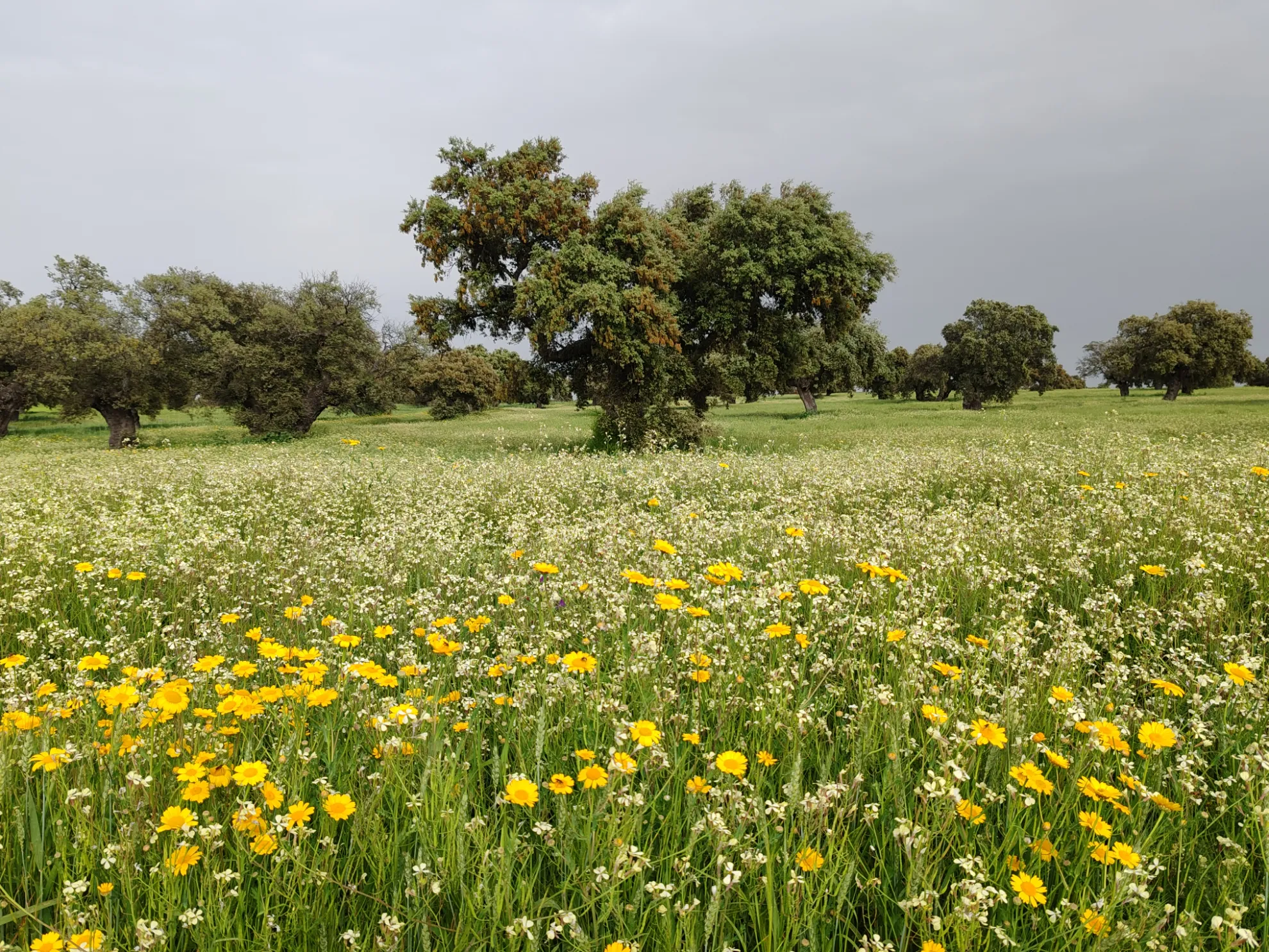 Mindfulness y respiración consciente en la naturaleza