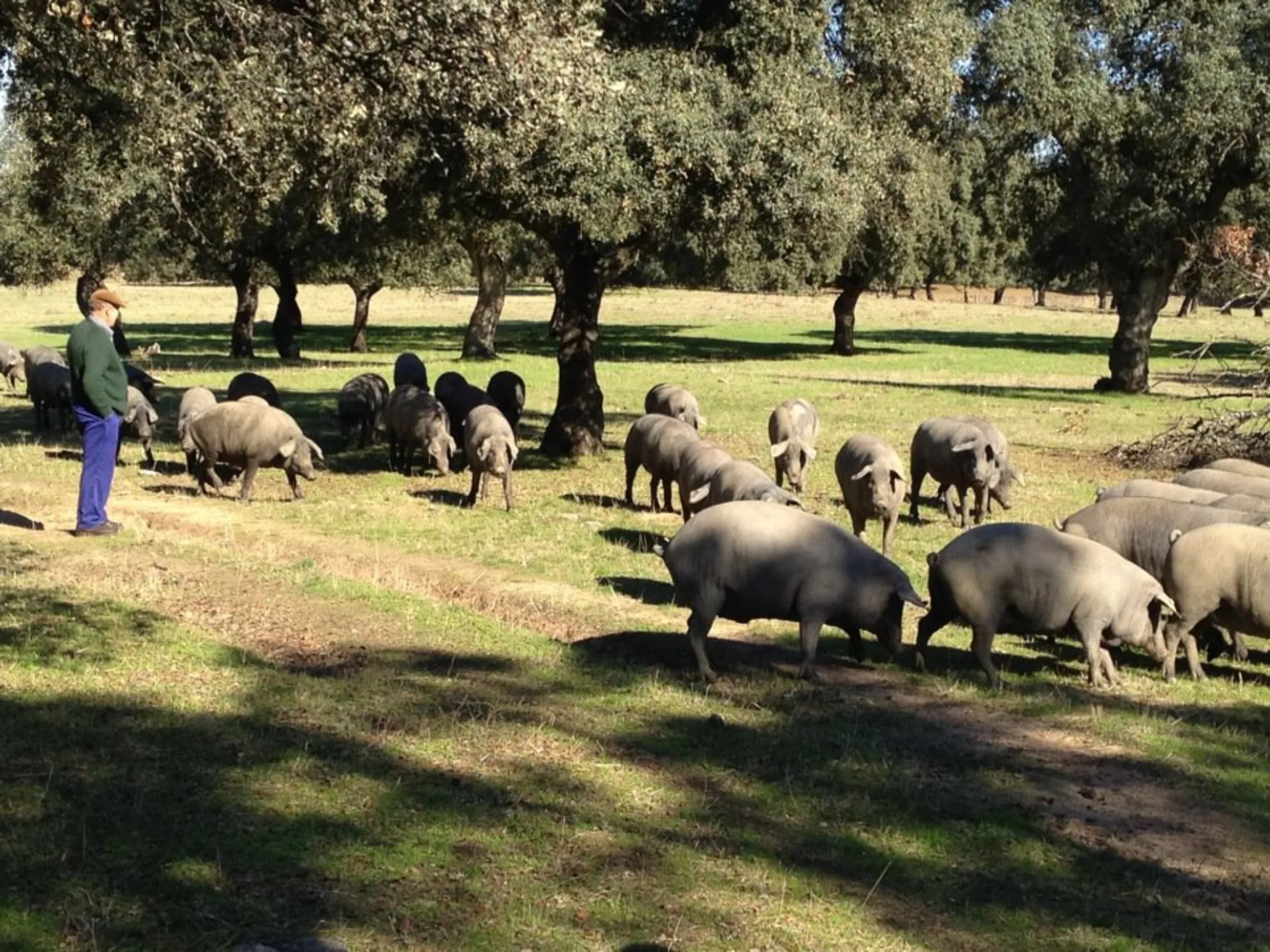 Recursos naturales de la dehesa